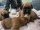 Cachorros boxer aptos para familias listos para adopción hoy