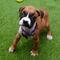 Cachorros boxer de raza pura a la venta a precios asequibles