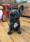 Cachorros bulldog francesmachos y hembras disponibles