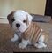 Cachorros bulldog inglés macho y hembra //