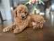 Cachorros caniche toy disponibles para adopción