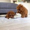 Cachorros caniche toy macho y hembra