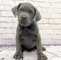 Cachorros de cane corso dos machos y dos hembras