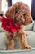 Cachorros de caniche toy mimosos listos para ser adoptados