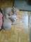 Cachorros de gatitos
