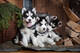 Cachorros de husky siberiano amigables