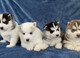Cachorros de husky siberiano registrados en akc
