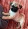 Cachorros de pug macho y hembra