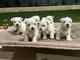Cachorros de west highland terrier listos para nuevas familias
