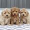 Cachorros maltipoo macho y hembra en adopción