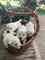 Cachorros west highland terrier machos y hembras en adopción