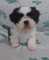 Camada de shih tzu en adopcion