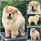 Chow chow, maravillosos cachorros