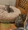 Dos gatitos buscan un hogar!!