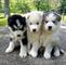 Dulces cachorros de husky siberiano