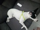 En adopción perrita de 10 meses