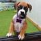 Encantadores cachorros de boxer a la venta a precios asequibles