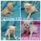 Gatito cruce persa