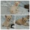 Gatitos cruce persa