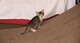 Gatitos en adopción