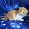 Gatitos persas suaves listos para adopción