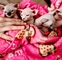 Gatitos sphynx