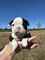 Hermosos cachorros boston terrier disponibles para adopción