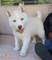 Husky siberiano macho y hembra