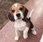 Lindos cachorros de beagle