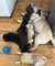 Lindos cachorros pug listos para adopción ahora