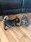 Magnificos cachorritos de bulldog frances