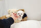 Maltipoo y maltés bien criado1