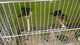 Pájaros disponible