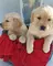 Regalo cachorritos 651065050de golden retrevier