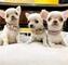 Regalo cachorros chihuahua miniaratura ,