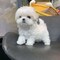Regalo cachorros de bichon maltes mini toy para adopcion r