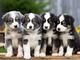 Regalo cachorros de border collie para adopcion wk