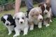 Regalo cachorros de border collie para adopcion wu