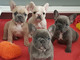 Regalo cachorros de bulldog francés bien entrenados ci