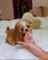 Regalo cachorros de caniche disponibles qb