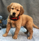 Regalo cachorros de golden retriever qt