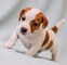 Regalo cachorros de jack russell para adopcion