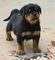 Regalo cachorros de rottweiler en adopcion qc