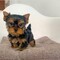 Regalo cachorros de yorkshire terrie mini en adopcion c