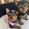 Regalo cachorros de yorkshire terrier dos machos y dos hembras