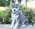 Regalo cachorros husky siberiano whatsapp +34674570298