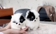 Regalo cachorros lulu pomeranian mini toy