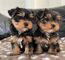 Regalo cachorros yorkshire terrier mini toy