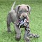 Regalo camada de gran danés para adopcion zq