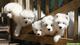Regalo magnifico cachorros samoyedo